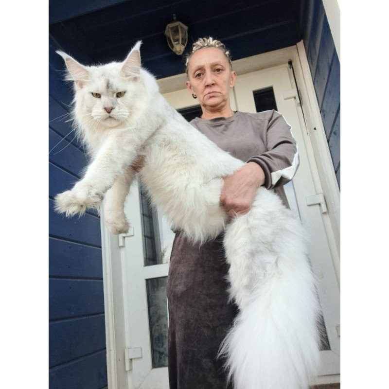 Maine Coon AP Komrad