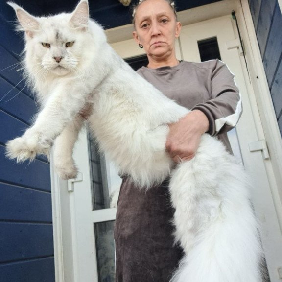 Maine Coon AP Komrad