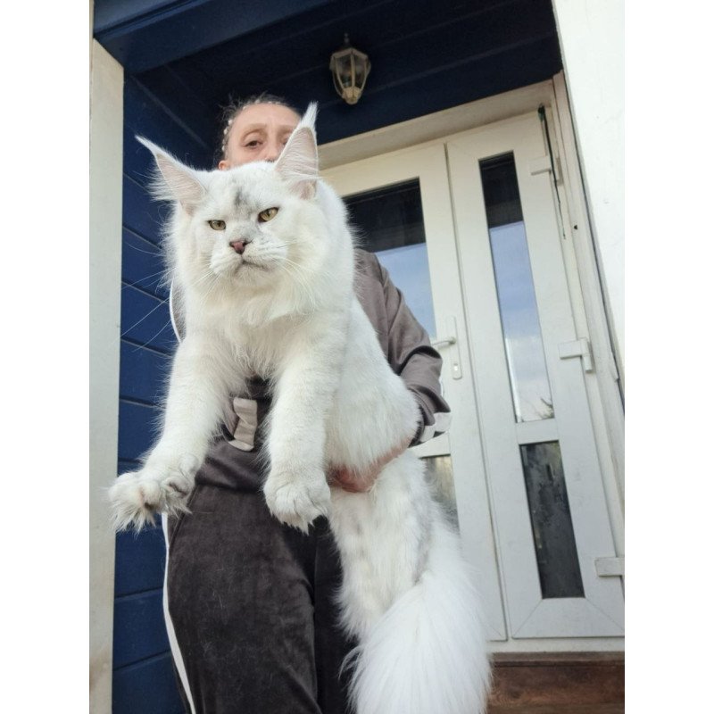 Maine Coon AP Komrad