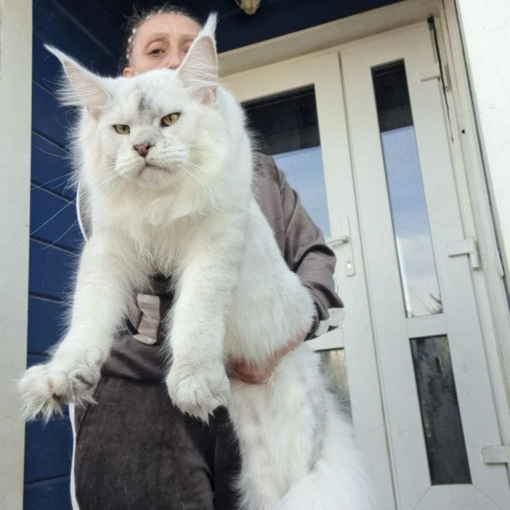 Maine Coon AP Komrad