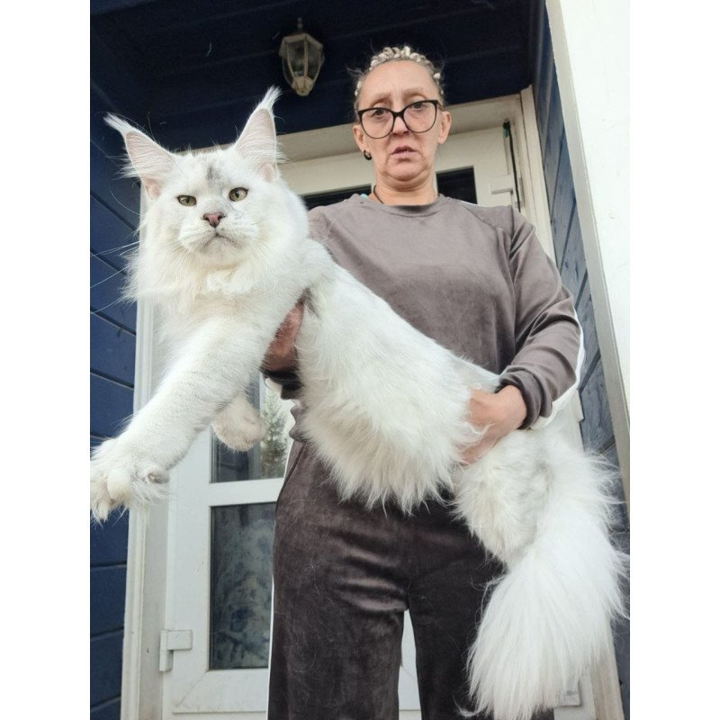 Maine Coon AP Komrad