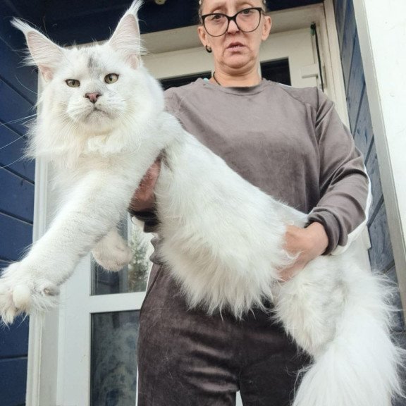 Maine Coon AP Komrad