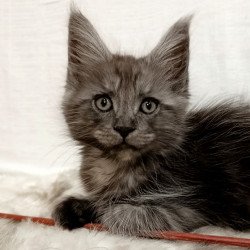 Maine Coon Forensic