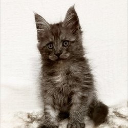 Maine Coon Forensic