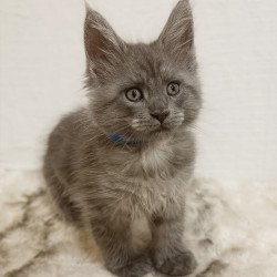Maine Coon Fox