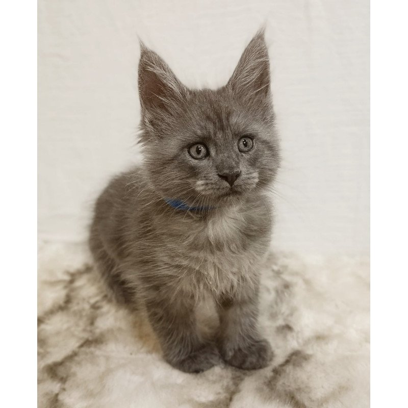 Maine Coon Fox