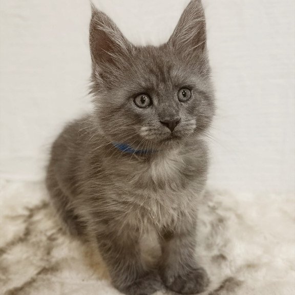 Maine Coon Fox