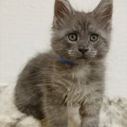 Maine Coon Fox