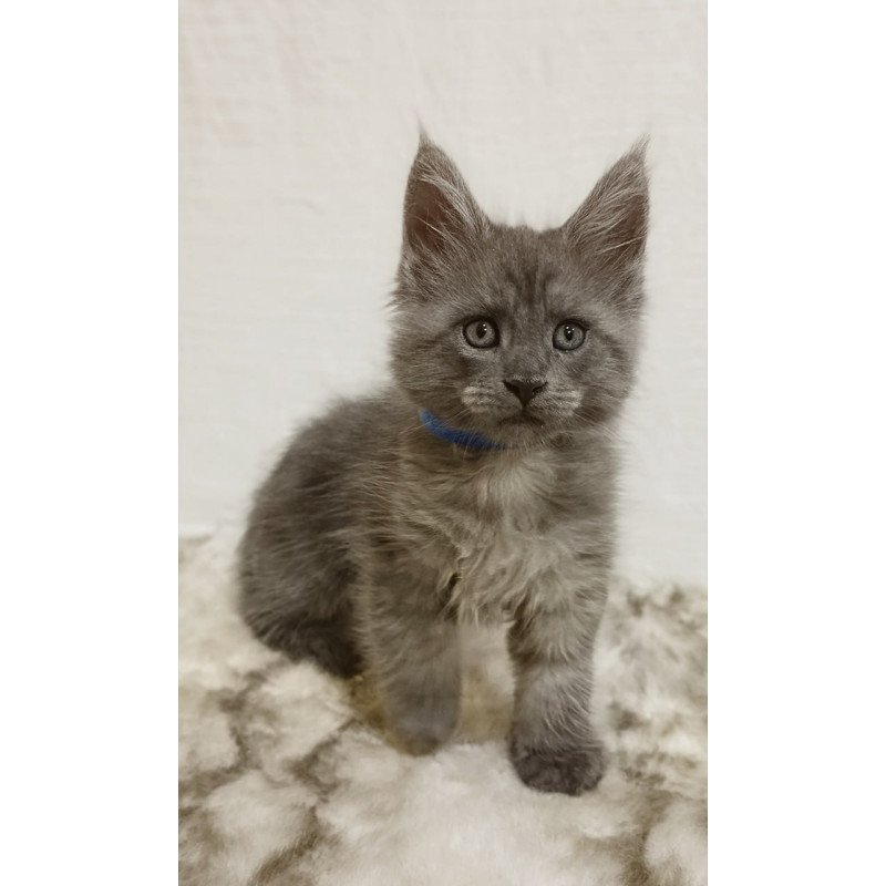 Maine Coon Fox