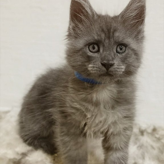 Maine Coon Fox