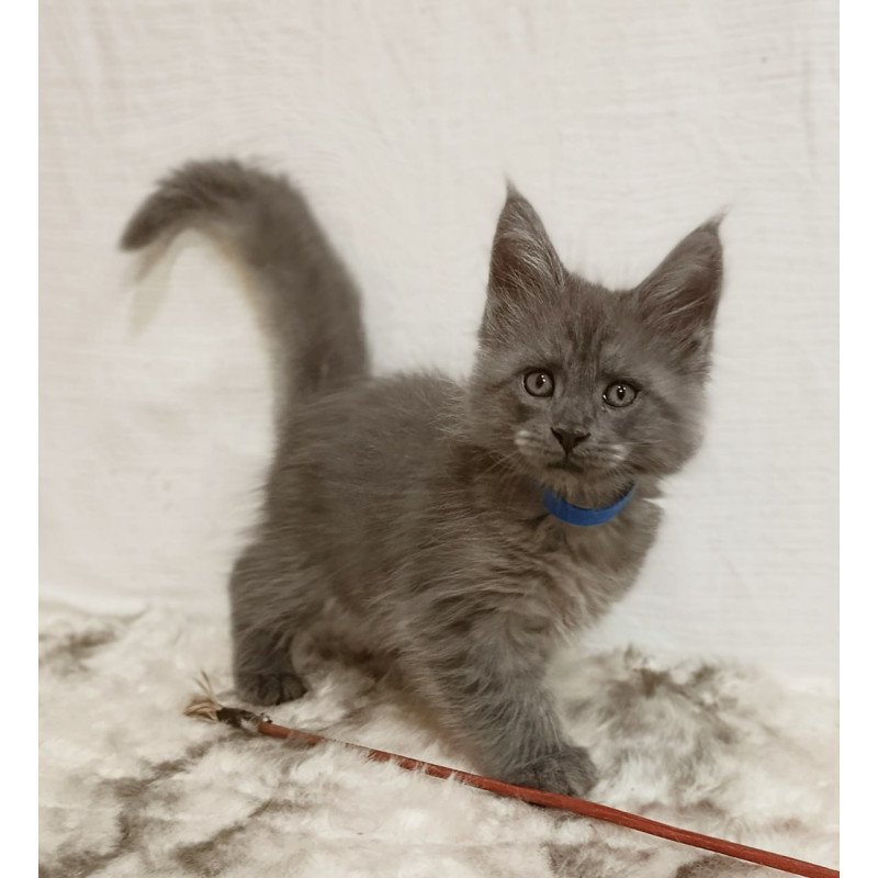 Maine Coon Fox