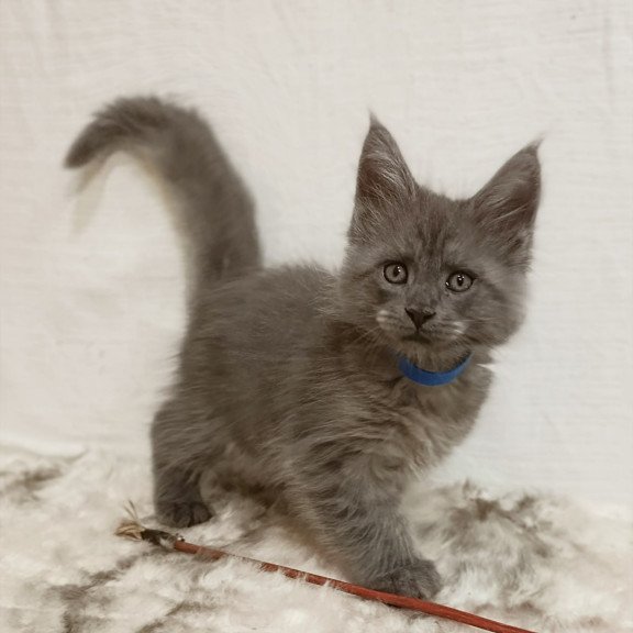 Maine Coon Fox