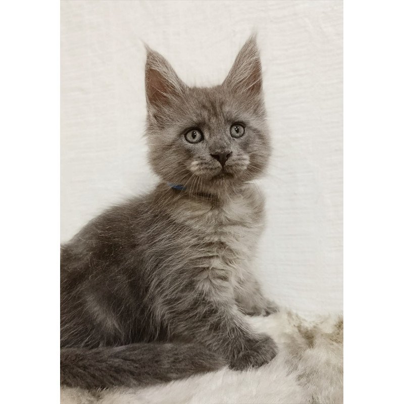 Maine Coon Fox