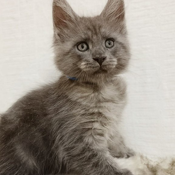 Maine Coon Fox