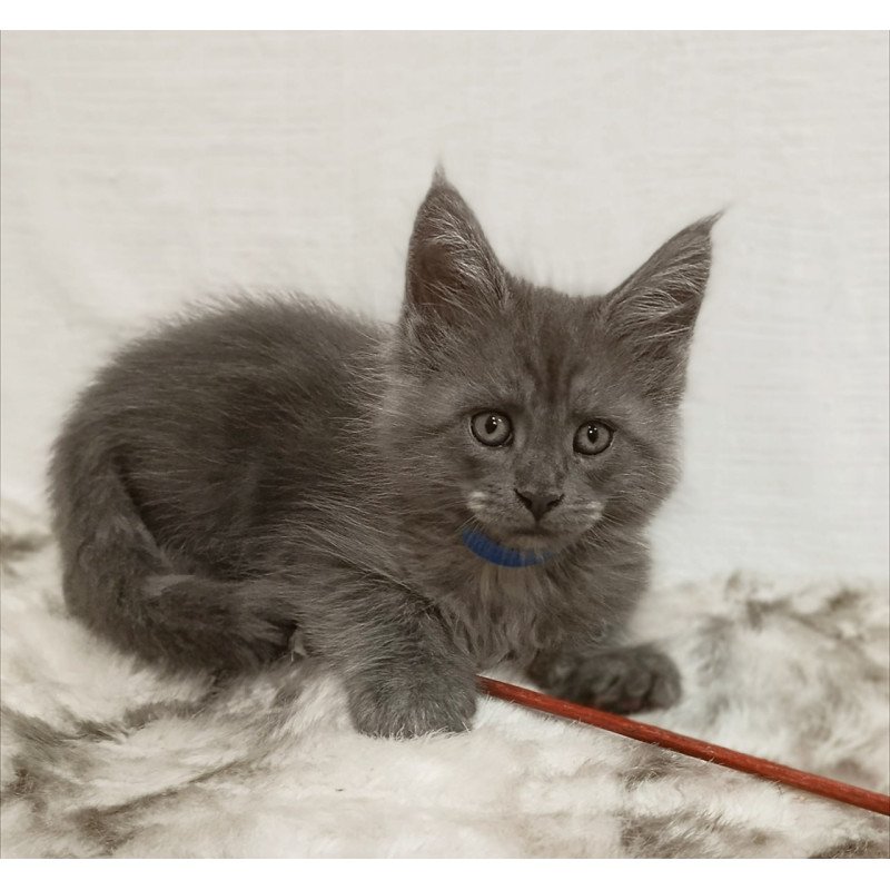 Maine Coon Fox