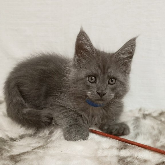 Maine Coon Fox