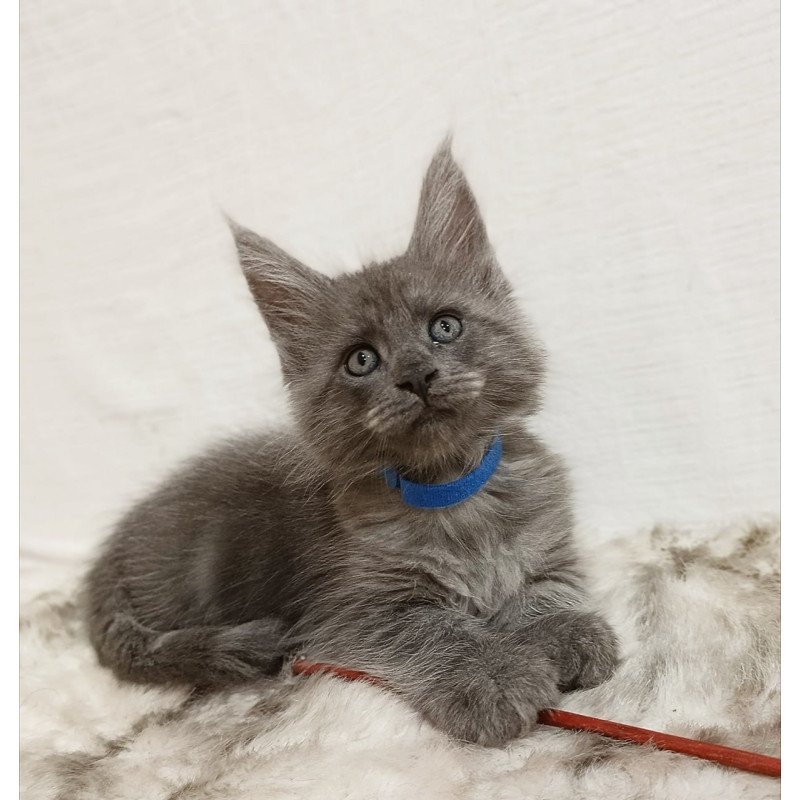 Maine Coon Fox