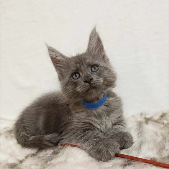 Maine Coon Fox