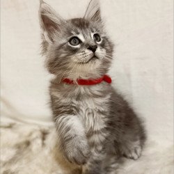 Maine Coon Freya