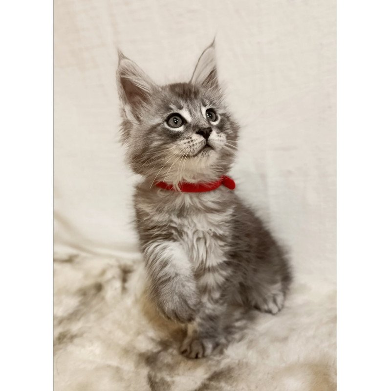 Maine Coon Freya