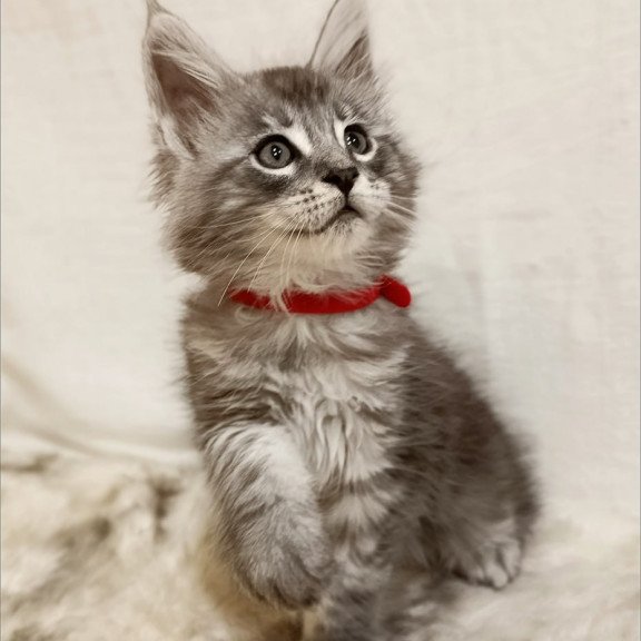 Maine Coon Freya