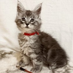 Maine Coon Freya