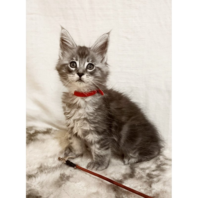 Maine Coon Freya