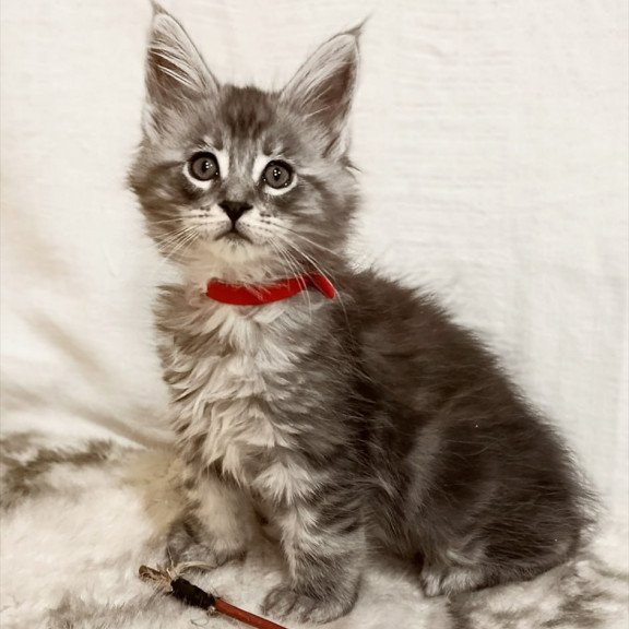 Maine Coon Freya