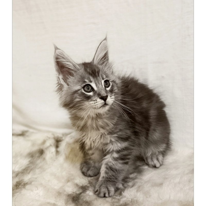 Maine Coon Freya