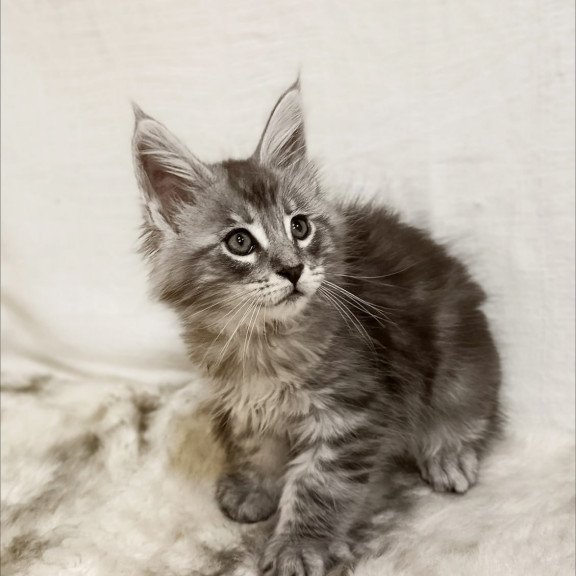 Maine Coon Freya