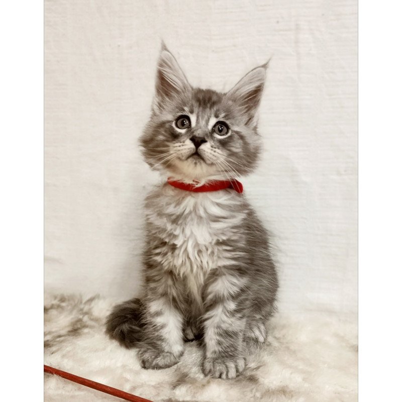 Maine Coon Freya