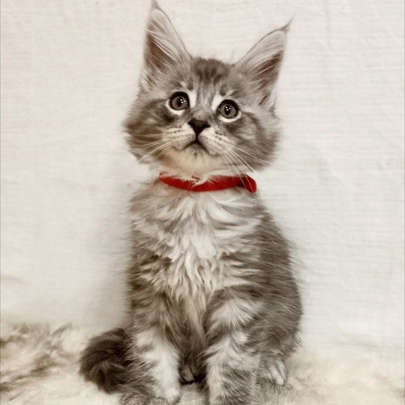 Maine Coon Freya
