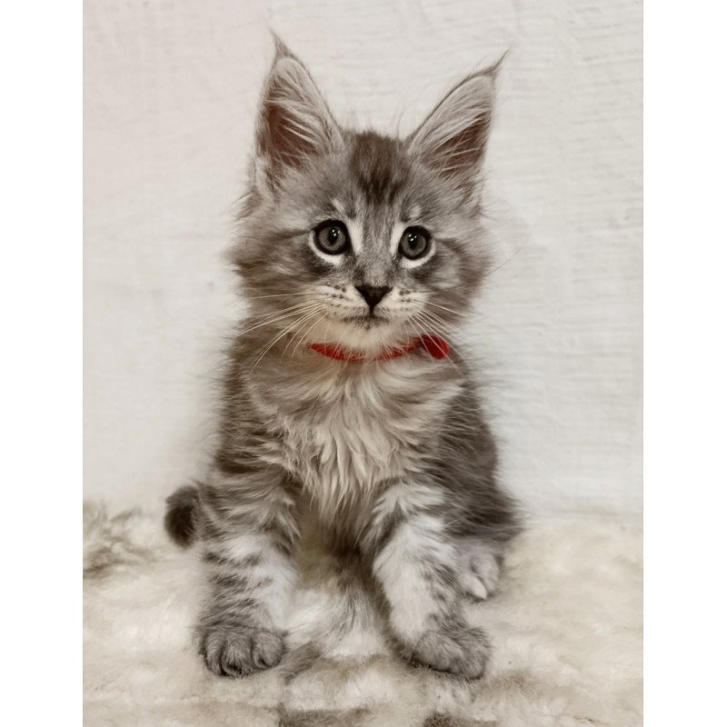 Maine Coon Freya