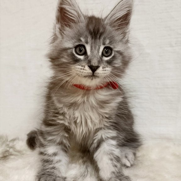Maine Coon Freya