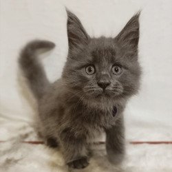 Maine Coon Felix