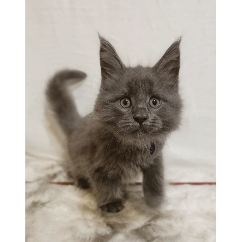 Maine Coon Felix
