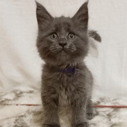 Maine Coon Felix