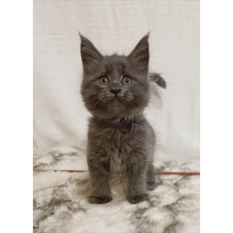 Maine Coon Felix