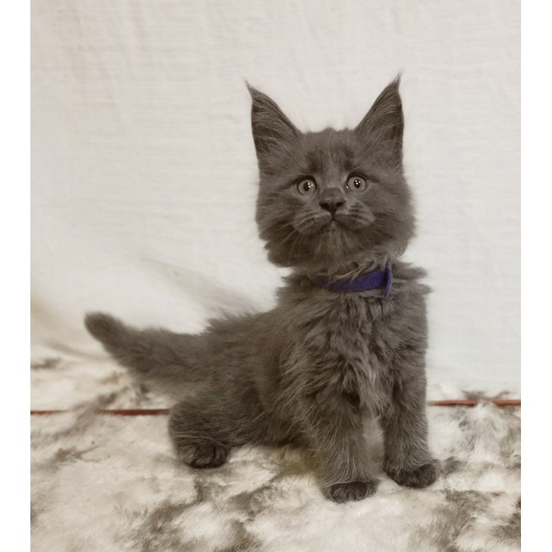 Maine Coon Felix