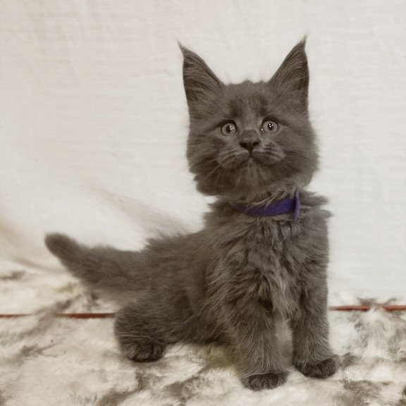 Maine Coon Felix