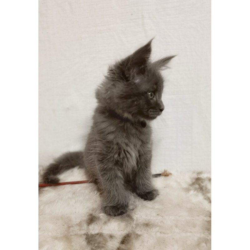 Maine Coon Felix
