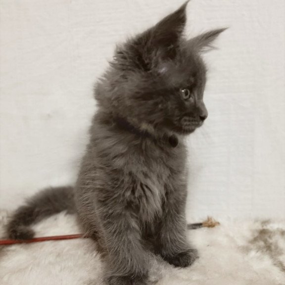 Maine Coon Felix