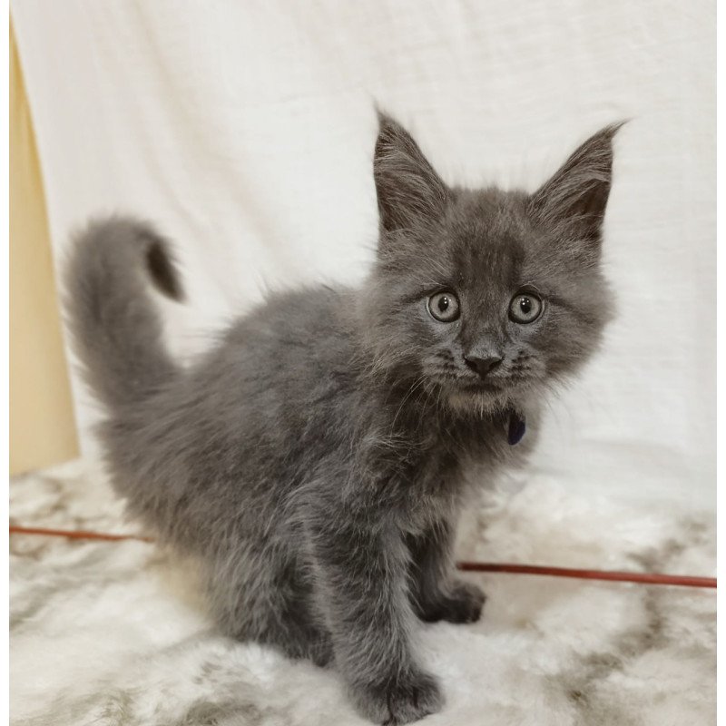Maine Coon Felix