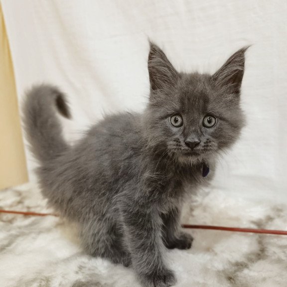 Maine Coon Felix