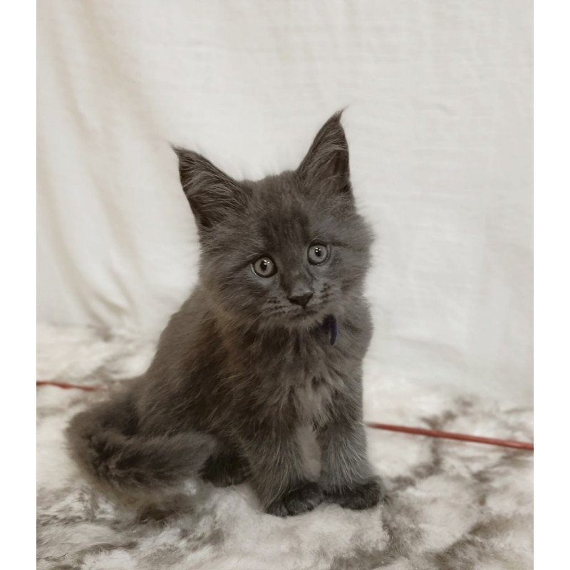 Maine Coon Felix