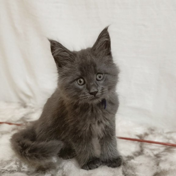Maine Coon Felix