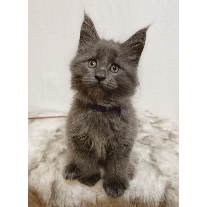 Maine Coon Felix