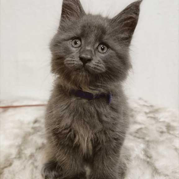 Maine Coon Felix