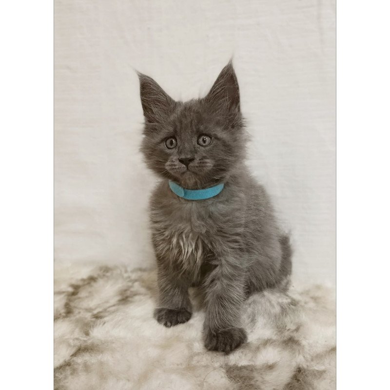 Maine Coon Favorite