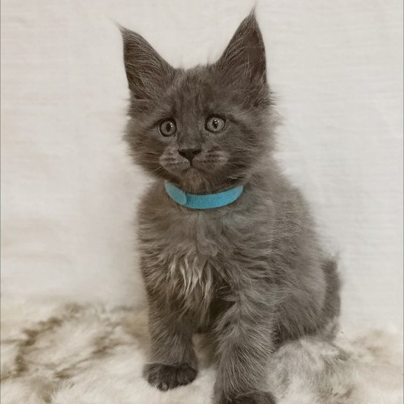 Maine Coon Favorite